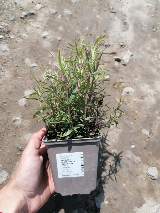 Amerikkalainen vuoriminttu Flexuosum - 2024