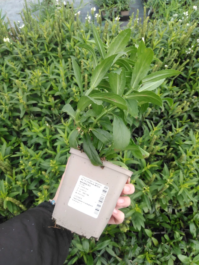 Fisostegia Miss Manners - 2024