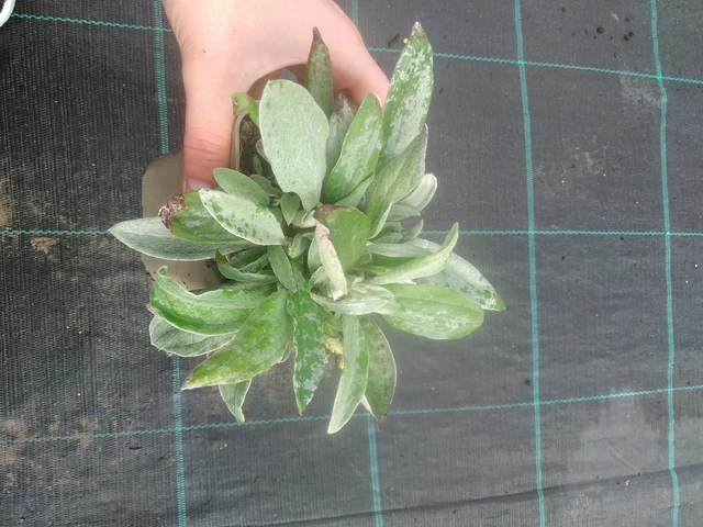 Anaphalis trojžilná - 17. 7. 2025