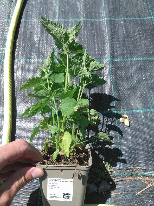 Iisoppi Alabaster - 24. 6. 2025