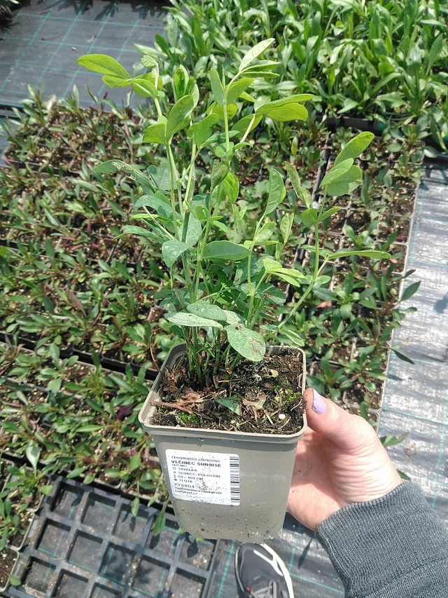 Lupine Sunrise - 9. 6. 2025