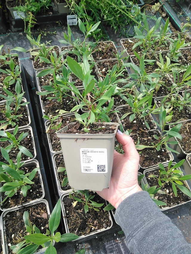 Kukonharja Rosato Rose Pink - 9. 6. 2025