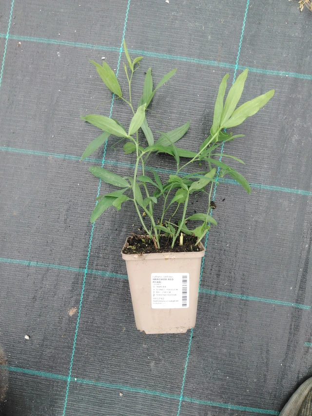 Hajuherne Red Pearl - 2024