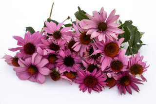 Echinacea Grandiflora Magnus, Loukykvět