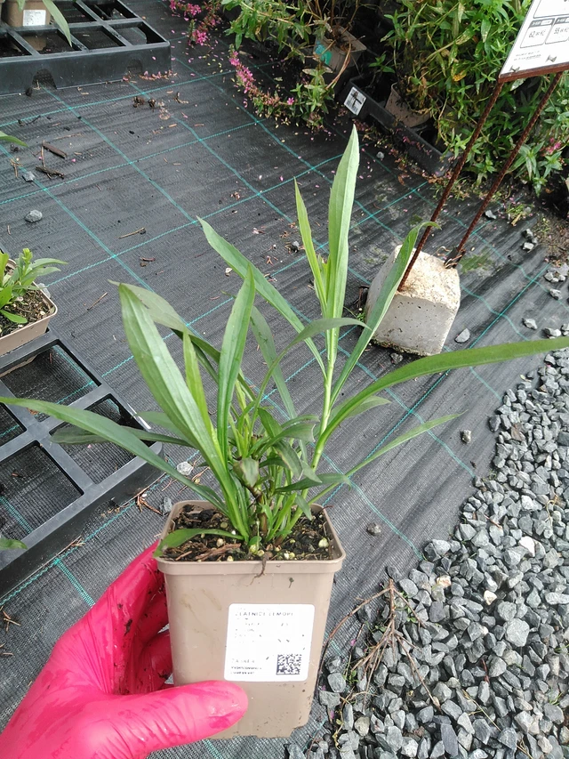 Solidago Lemore - 29. 7. 2025