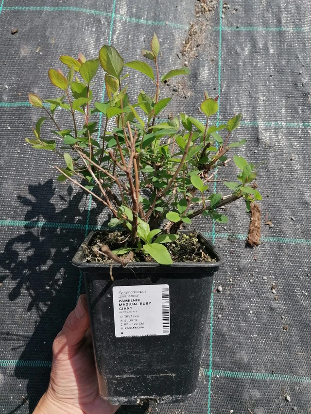 Snowberry Magical Ruby Giant - 2024