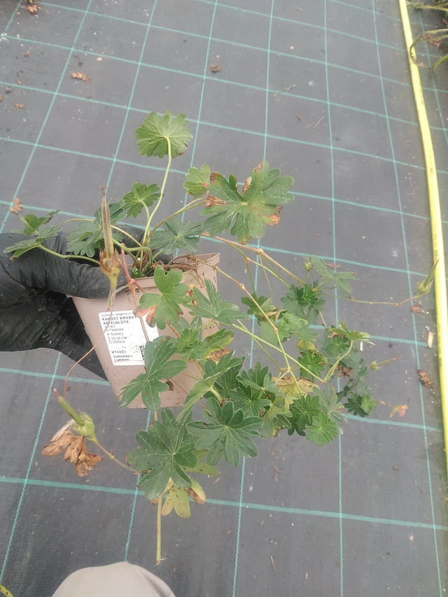 Verikurjenpolvi krvavý Apfelblüte - 10. 9. 2025