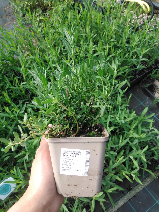 Iisoppi lääketieteellinen Caeruleus - 2024