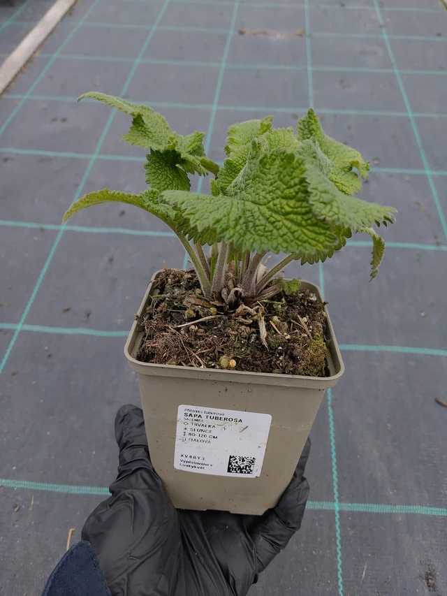 Phlomis tuberosa - 31. 3. 2026