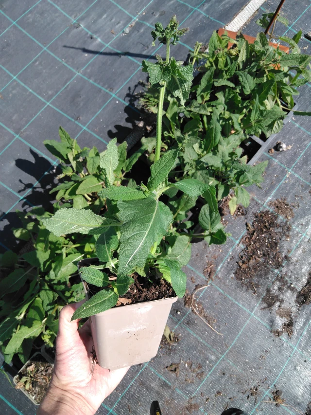 Niitty-salvia - 13. 5. 2025