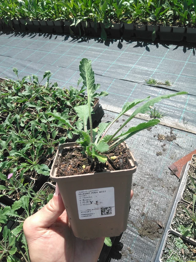 Scabiosa Pink Mist - 24. 6. 2025