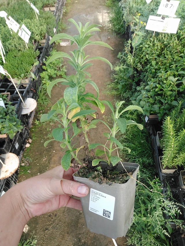 Stevia dulce - 19. 8. 2025