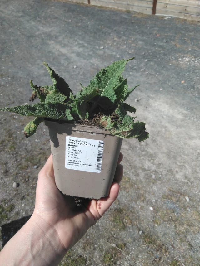 Niittyvirna Sky Dance - 3. 4. 2025