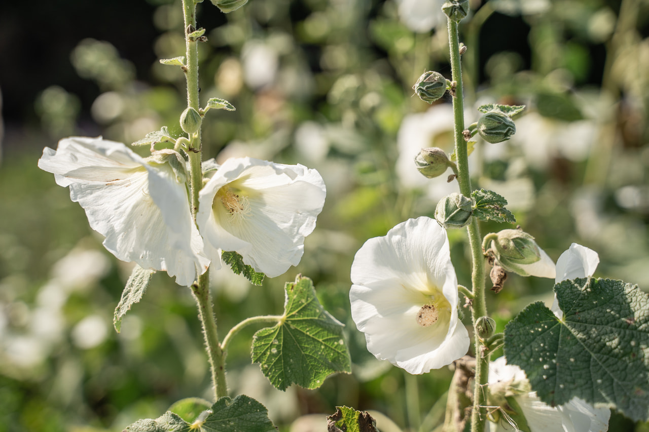 Rose trémière Spotlight Polarstar, Loukykvět