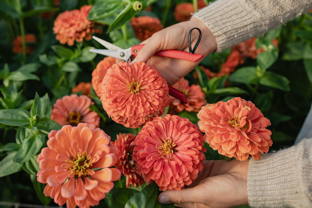 Cínie Benary’s Giant Salmon Rose, Loukykvět