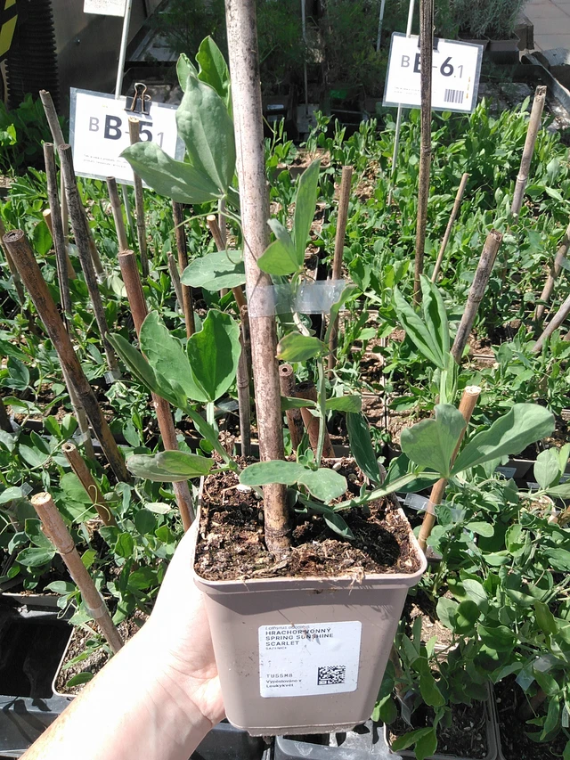 Hrachor vonný Spring Sunshine Scarlet - 15. 5. 2025