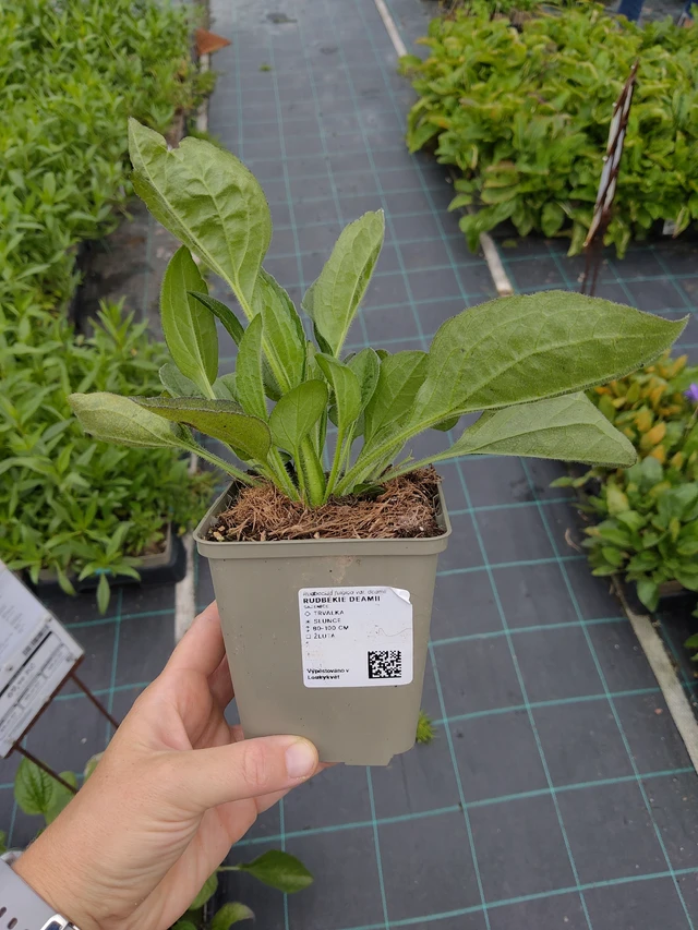 Rudbeckia Deamii - 10. 9. 2025