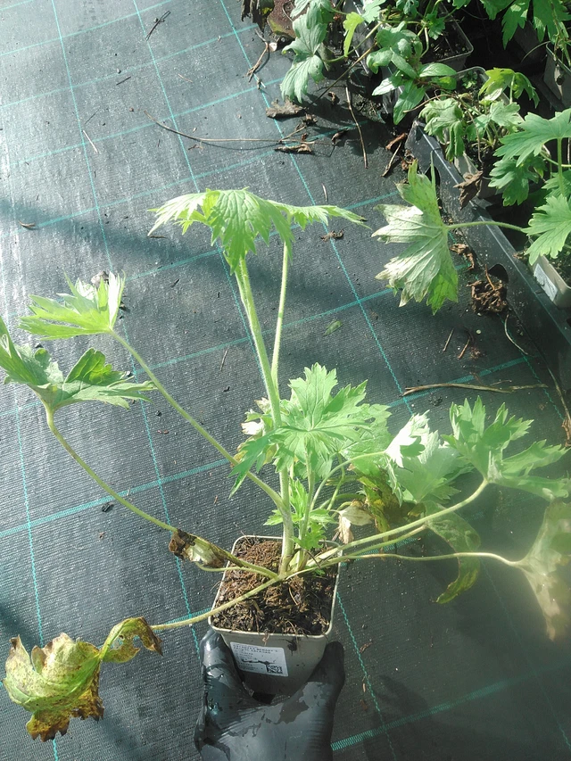 Ritarinkannus Benary’s Pacific Galahad - 13. 10. 2025