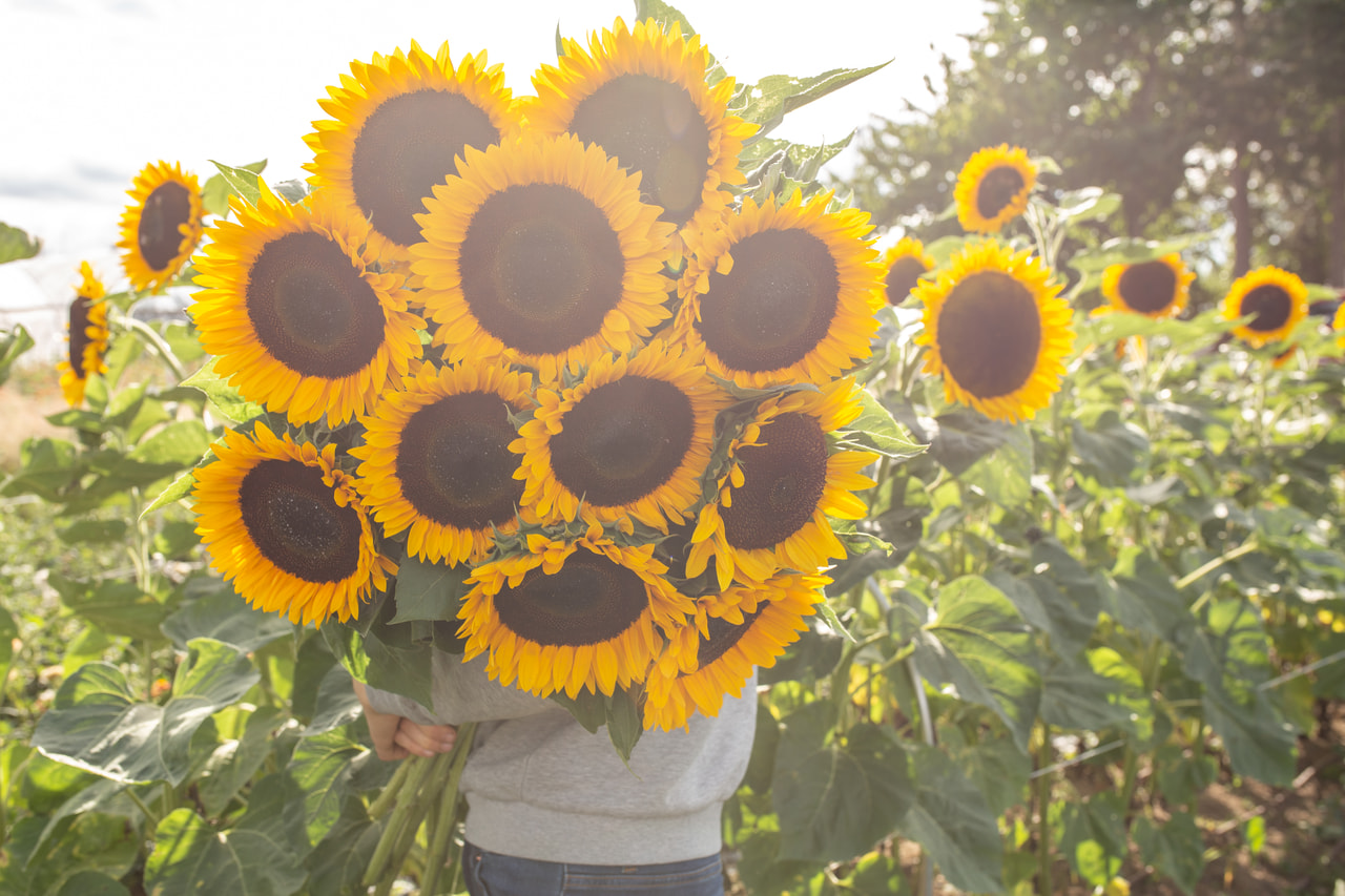 Slunečnice Sunbright Supreme, Loukykvět