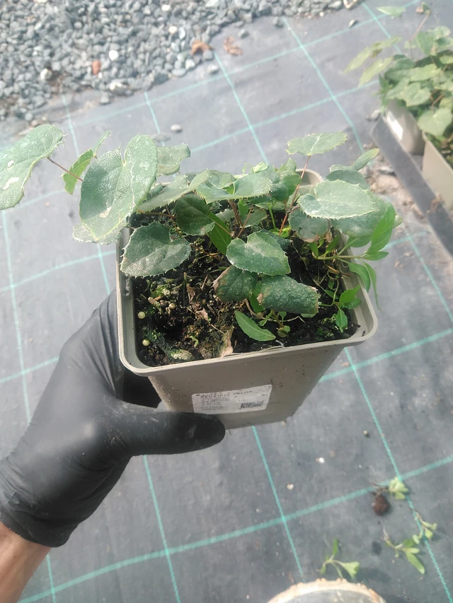 Barrenwort Valor - 10. 9. 2025