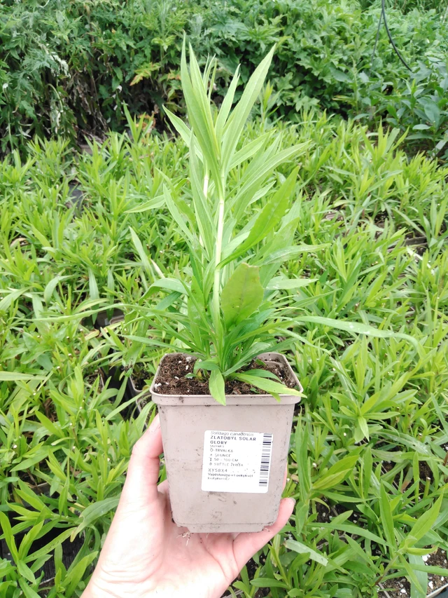 Goldenrod Solar Glory - 2024