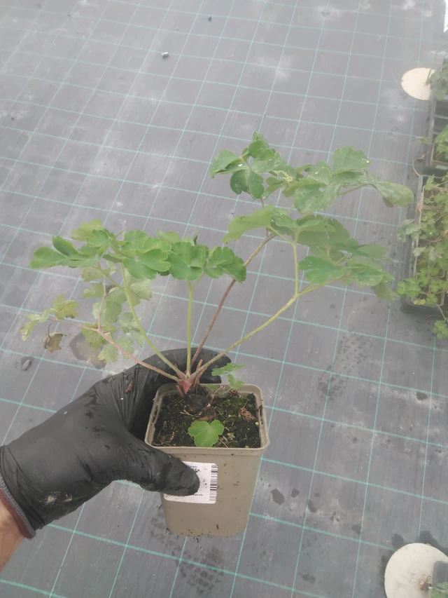 Akvileija Black Barlow - 23. 10. 2025