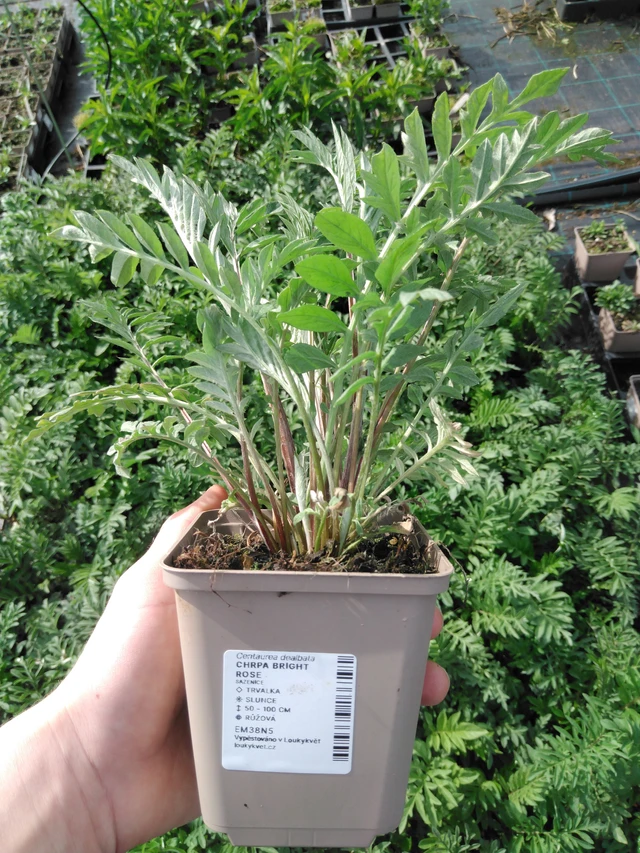 Aciano Bright Rose - 2024