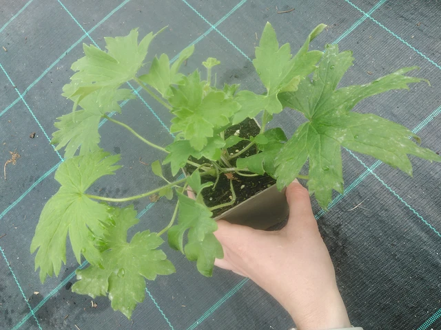 Ritarinkannus Benary’s Pacific Galahad - 17. 7. 2025