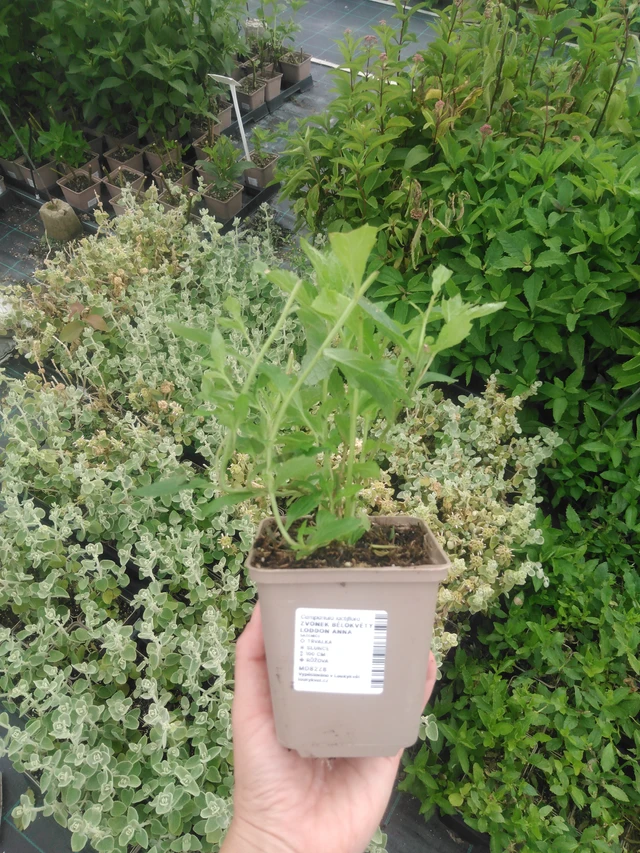 Kellokukka Loddon Anna - 2024