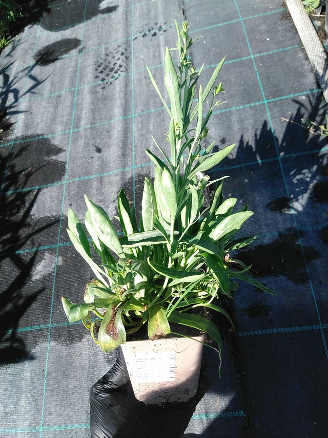 Flor de dragón Twizzle White - 19. 8. 2025