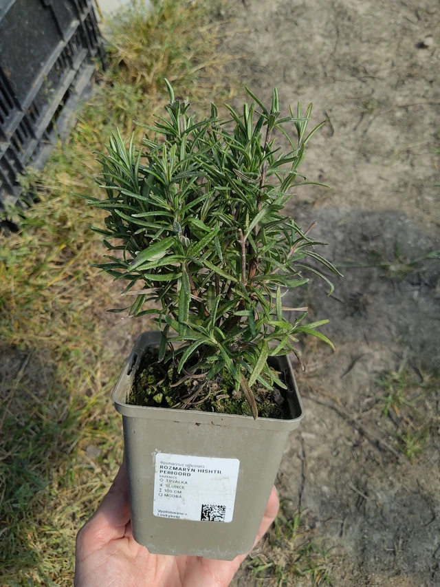 Rozmarýn Hishtil Perigord - 27. 3. 2026