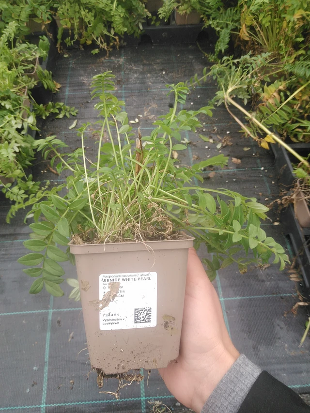 Astrantia Filigree Clouds - 10. 10. 2025