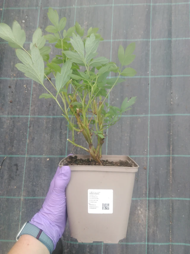 Pikkusydän - 10. 7. 2025