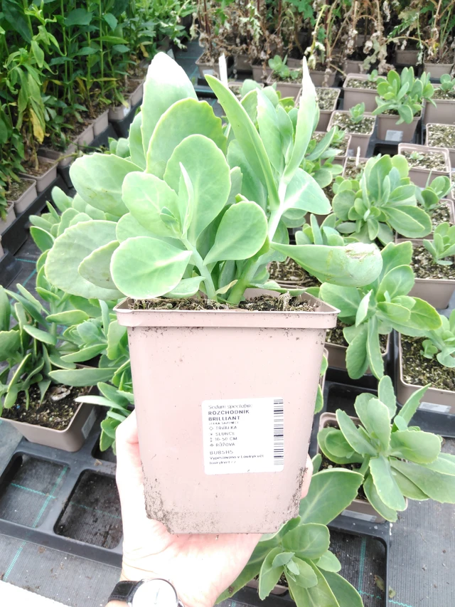 Rozchodník Brilliant - 2024