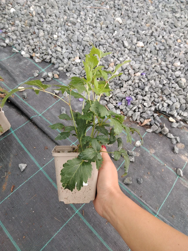 Astilbe Peach Blossom - 10. 9. 2025