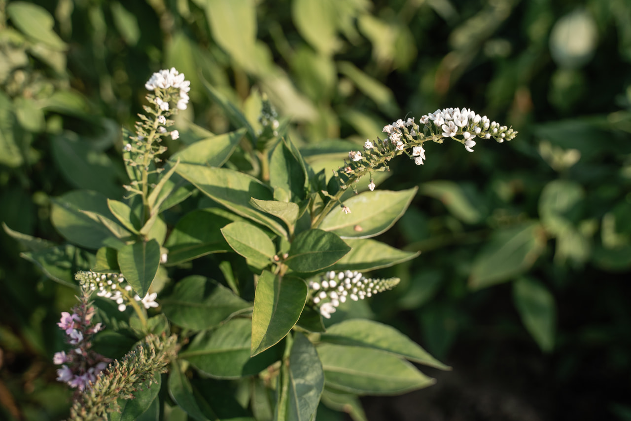 Entenschnabel-Felberich, Loukykvět