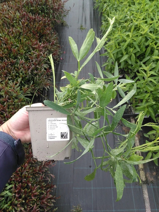 Hajuherne Pink Pearl - 11. 7. 2025