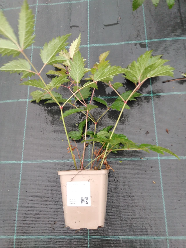 Astilbe Cattleya - 10. 9. 2025