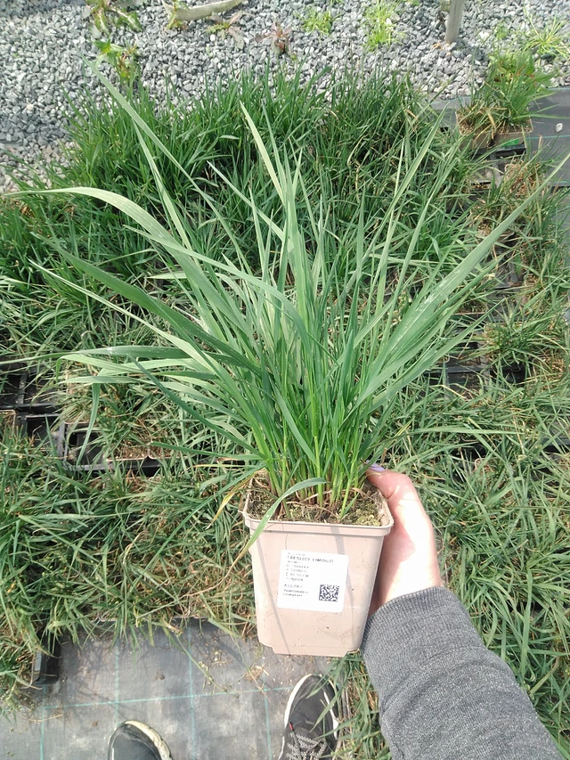 Třeslice Limouzi - 9. 6. 2025