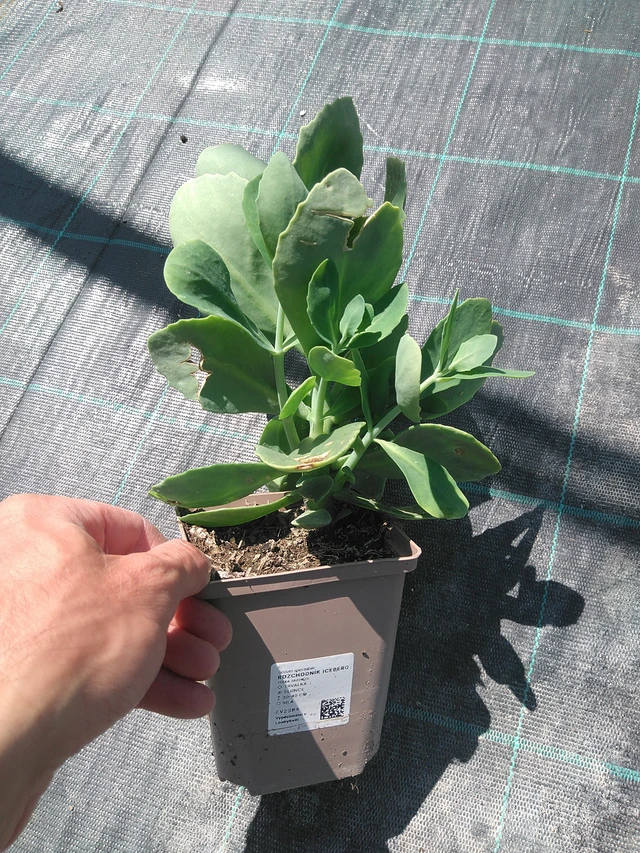 Maksaruoho Iceberg - 24. 6. 2025