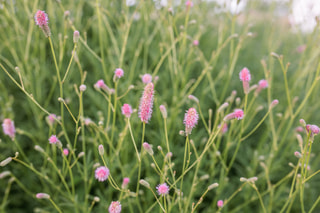 Krvavec Pink Tanna, Loukykvět