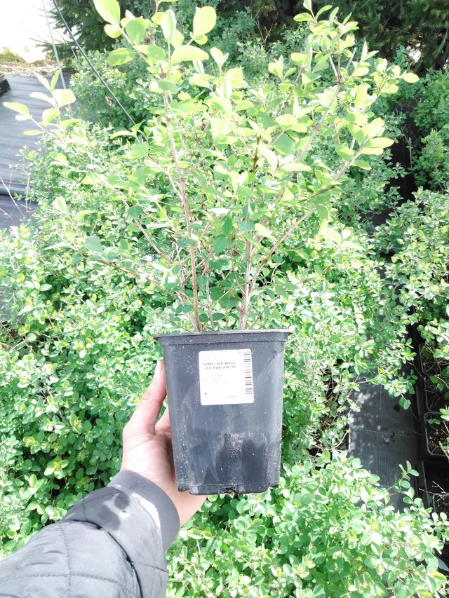 Snowberry Magical Avalanche - 2024