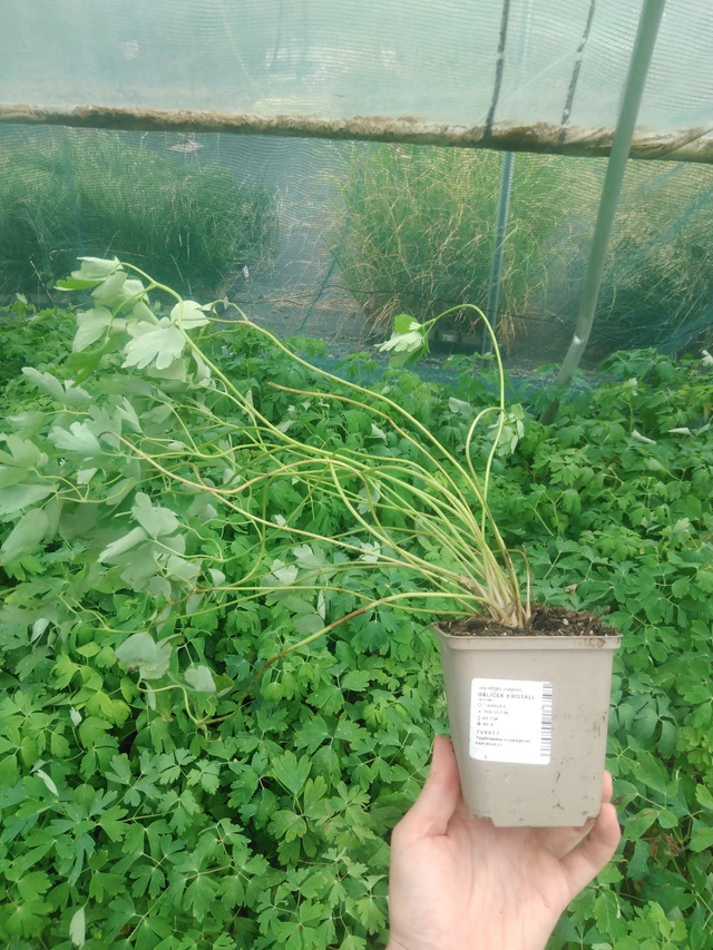 Aguileña Kristall - 2024