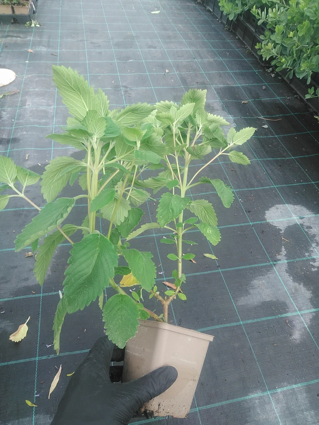 Perhoskukka Pagoda Blush - 10. 9. 2025