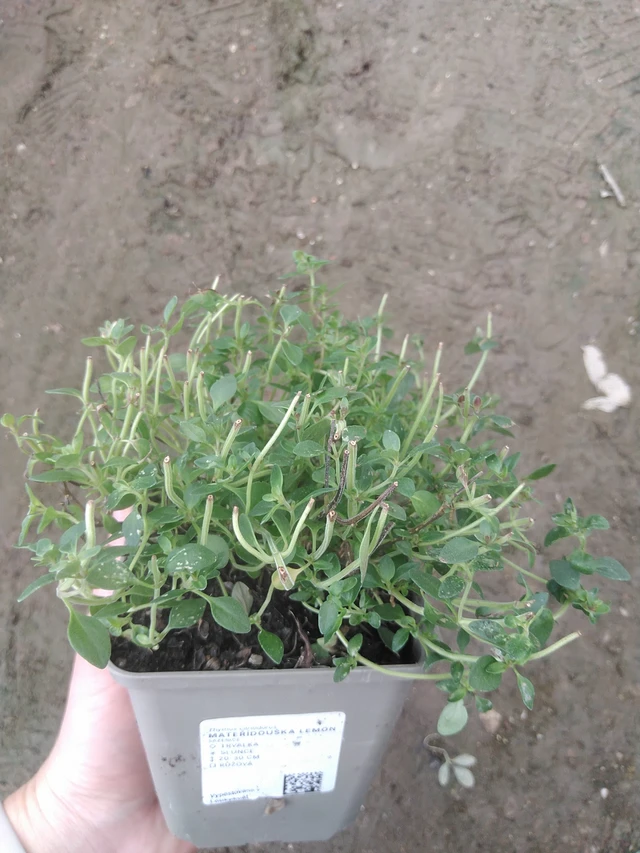 Mateřídouška Lemon - 17. 7. 2025