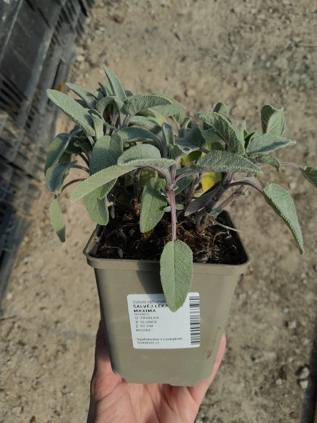 Echter Salbei Maxima - 27. 3. 2026