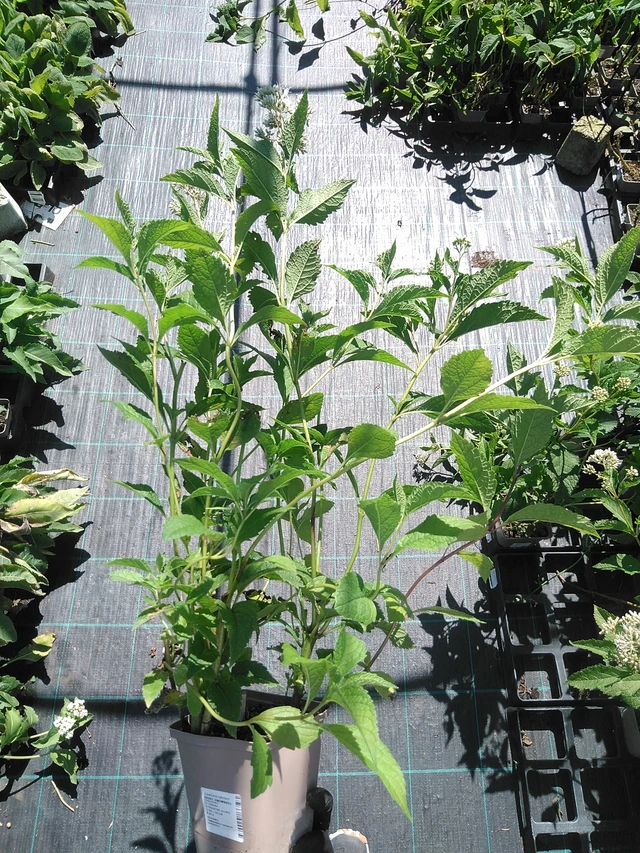 Punalehtivihma Snowball - 19. 8. 2025