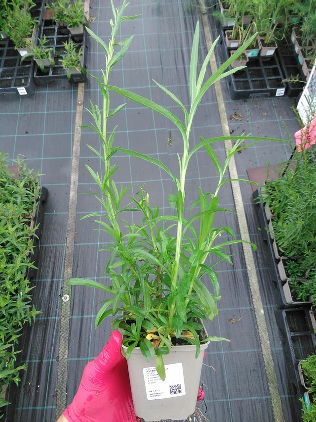 Aster Pearla - 29. 7. 2025