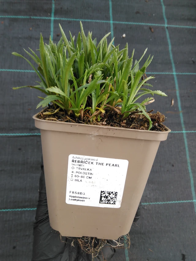 Achillée The Pearl - 1. 4. 2026