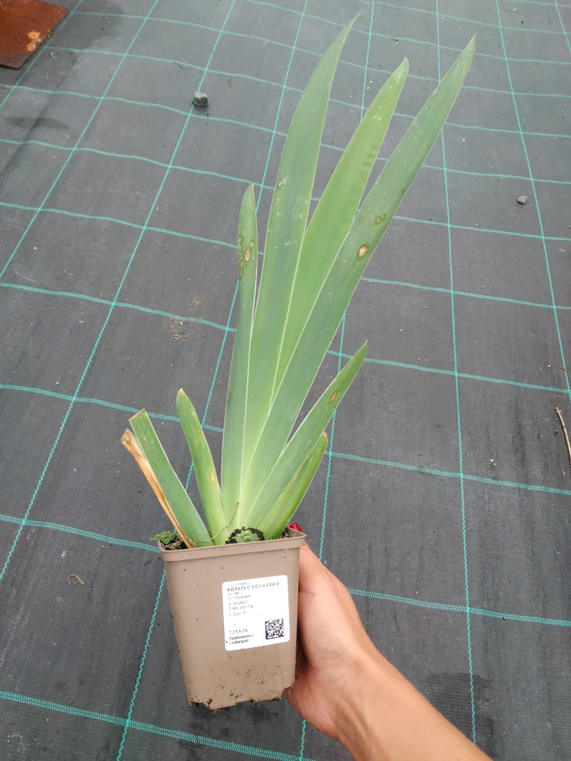 Iiris Echassier - 10. 9. 2025